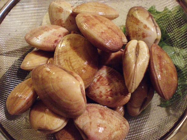 Clams (palourdes in French)